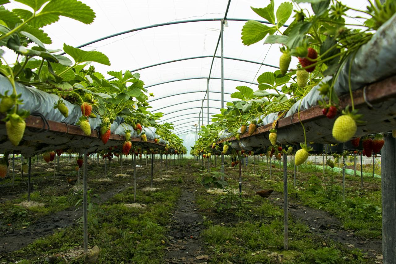 a greenhouse filled with lots of green plants
