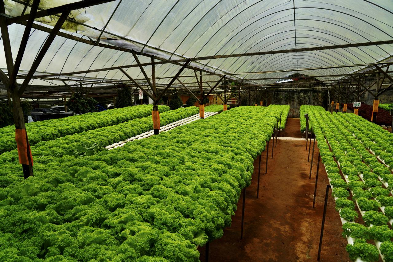 Vertical Farming Reshaping Global Food Supply Chains
