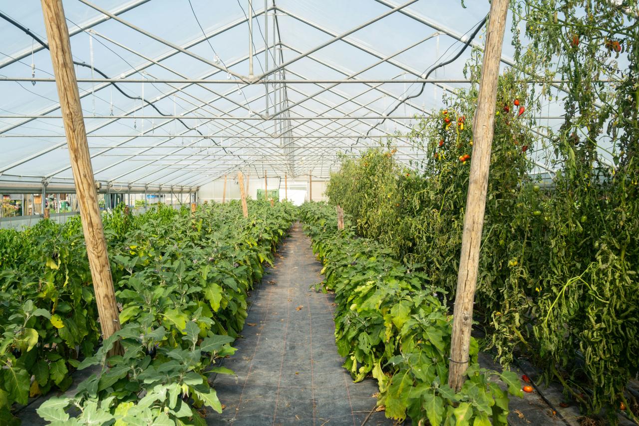 A greenhouse filled with lots of green plants